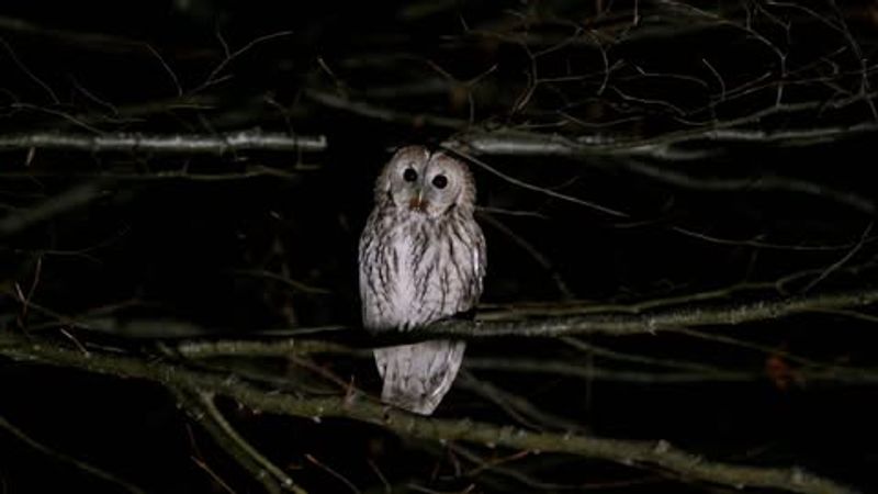 Unusual Nighttime Sounds And Hooting Calls