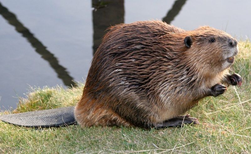 Floating Branches And Stripped Bark In The Water