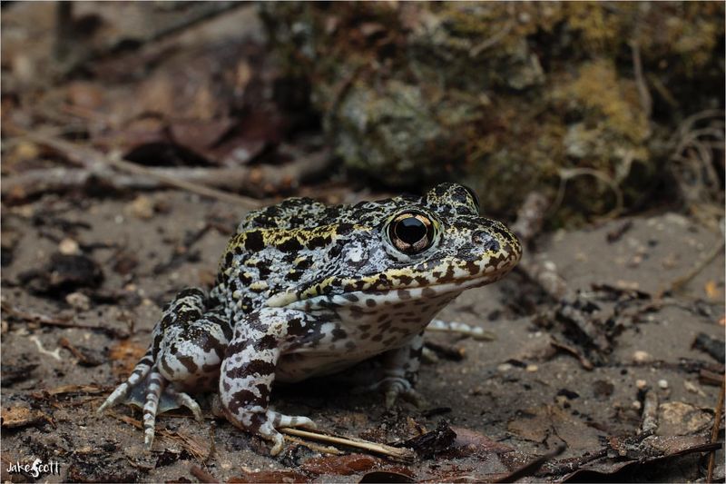 Sudden Disappearance Of Small Prey Animals