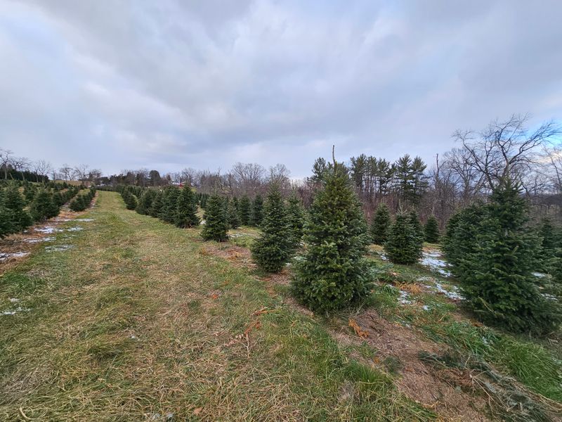 Blue Ridge Christmas Tree Farm