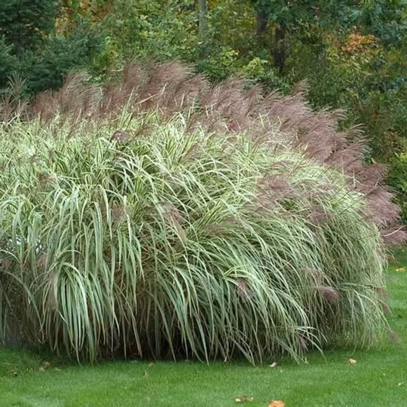 Chinese Silvergrass