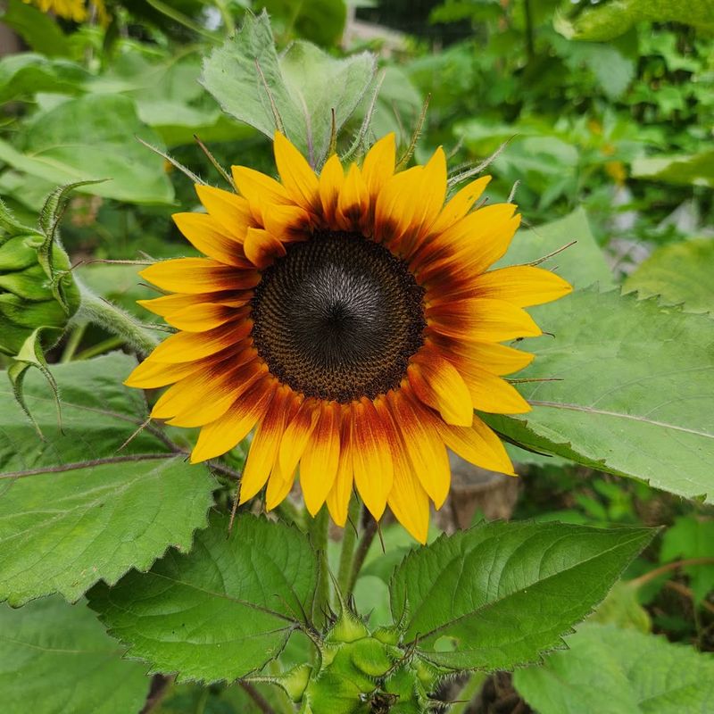 Sunflower (Helianthus annuus)