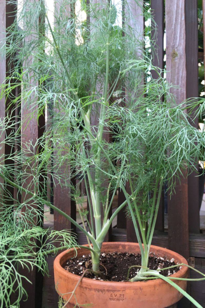 Dill Attracts Beneficial Predators