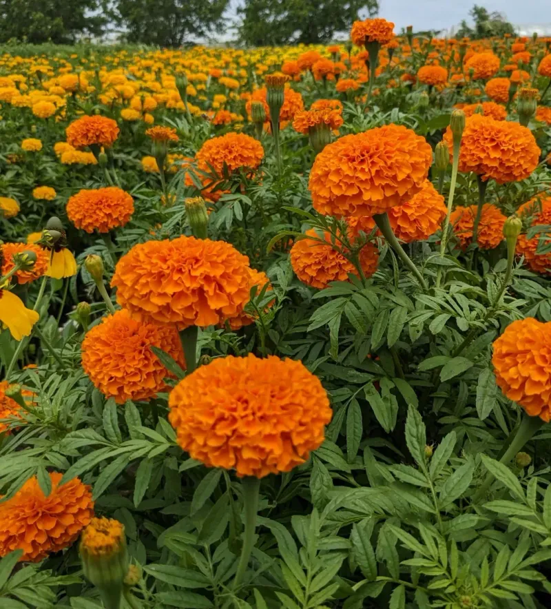 Marigolds