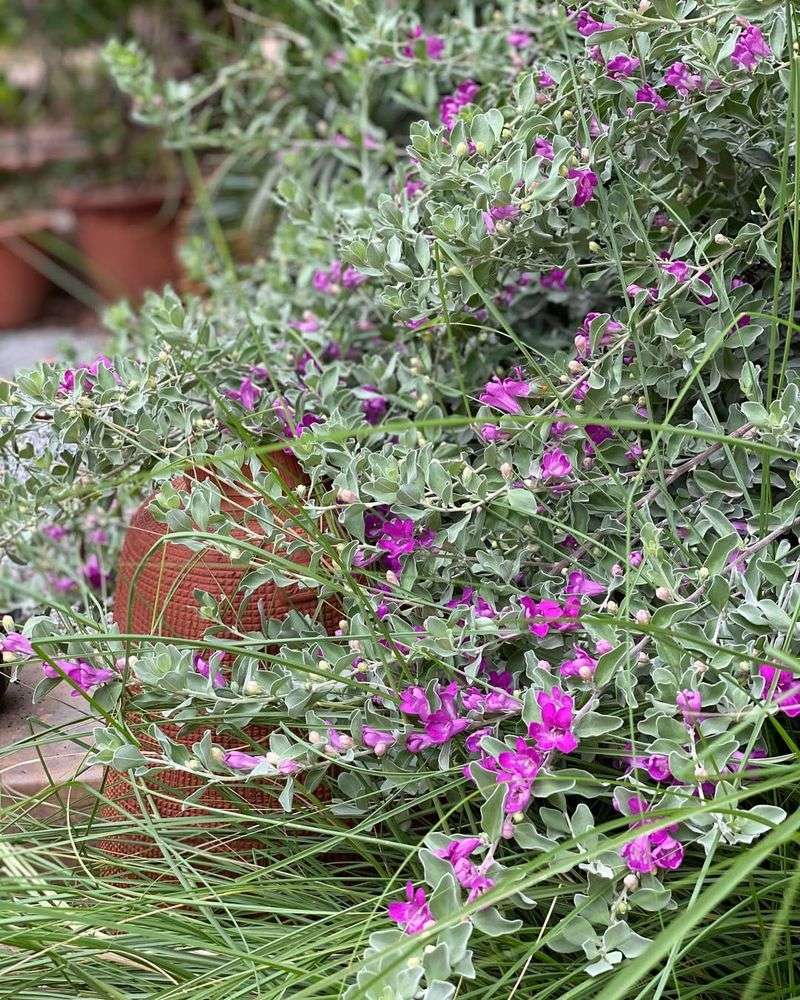 Multiple Varieties Offer Color Choices