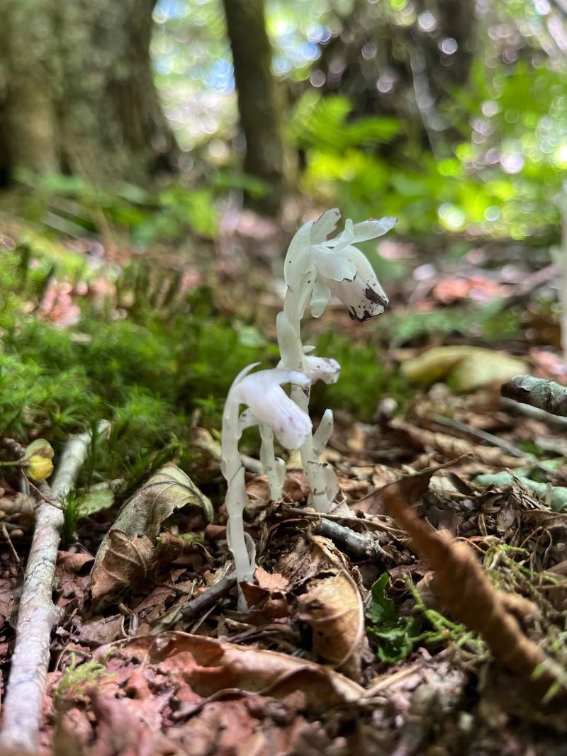 How Climate Change Might Affect Future Ghost Pipe Populations