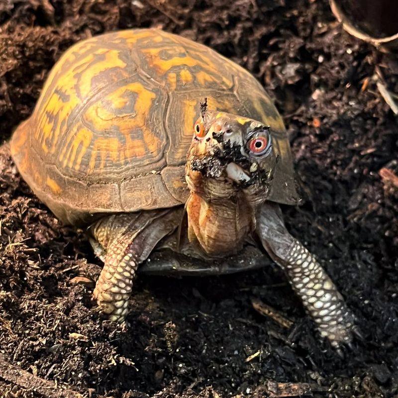 Eastern Box Turtle (Terrapene Carolina)