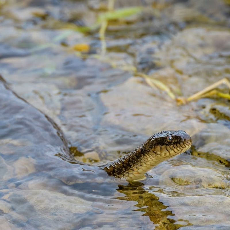 Native Snakes (Non-Venomous Species)