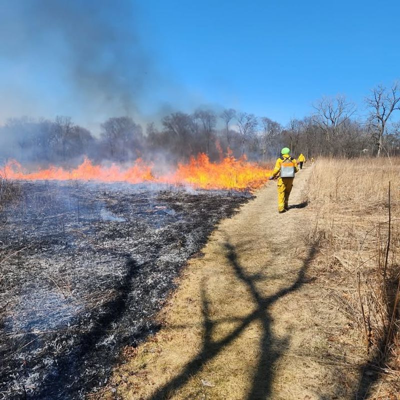 Prescribed Burns Help Native Grasses Thrive And Spread