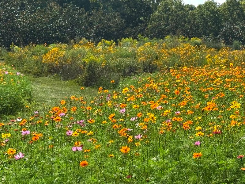 Perennial Wildflower Patches