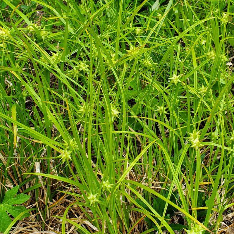 They Provide Critical Habitat For Oregon's Native Wildlife