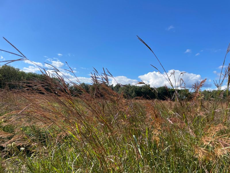 These Grasses Provide Critical Habitat For Pollinators And Wildlife