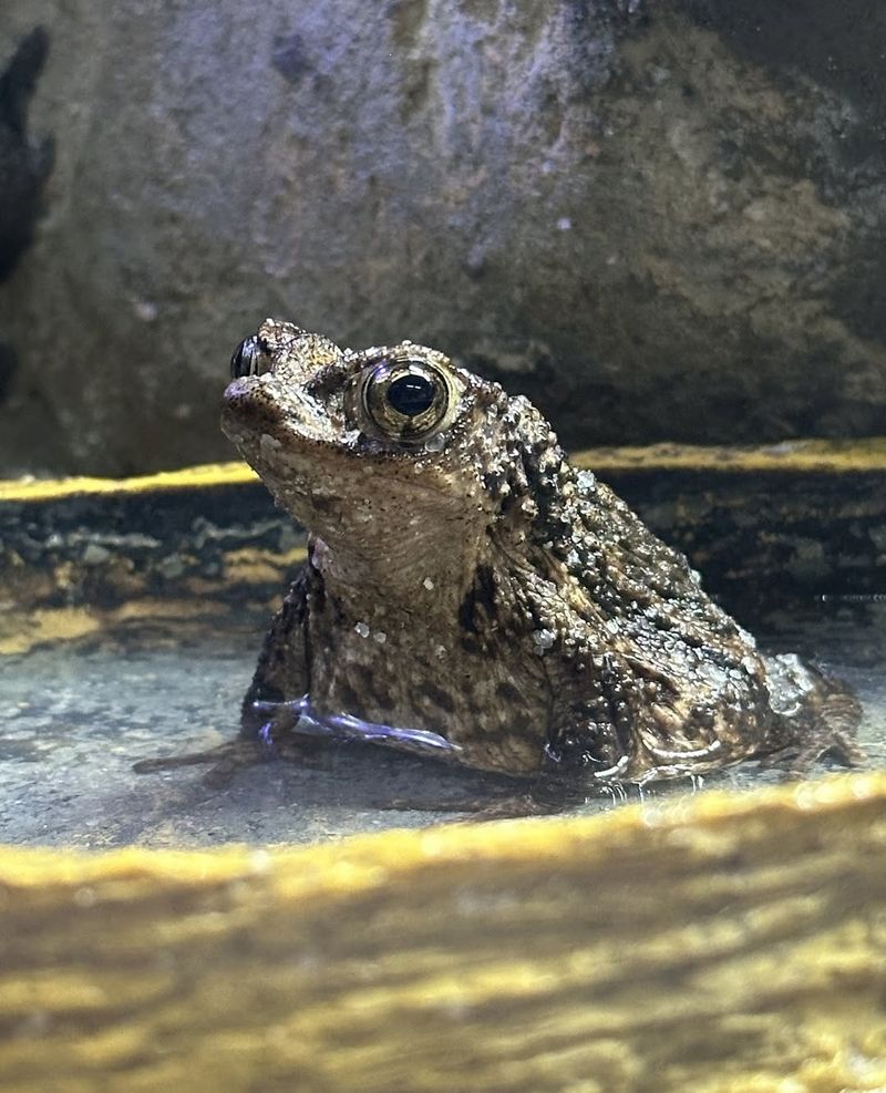 Native Frogs And Toads