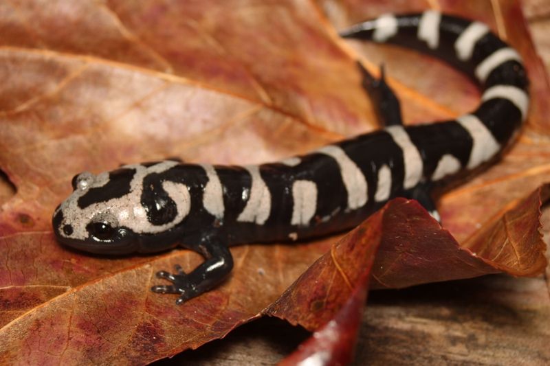 How Gardeners Can Help Salamanders Thrive