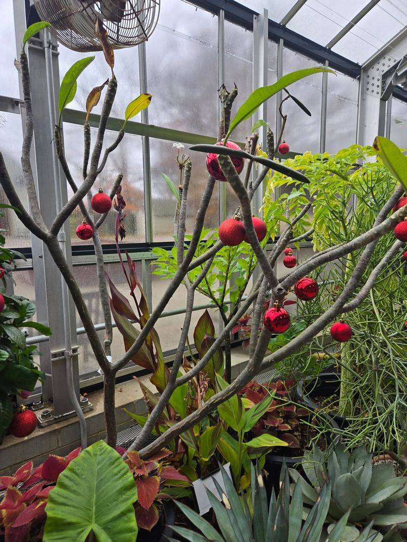 Unique Dwarf Conifer Garden for Small-Space Inspiration