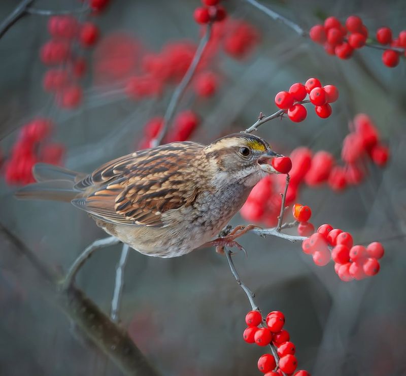 Provides Essential Food For Winter Birds