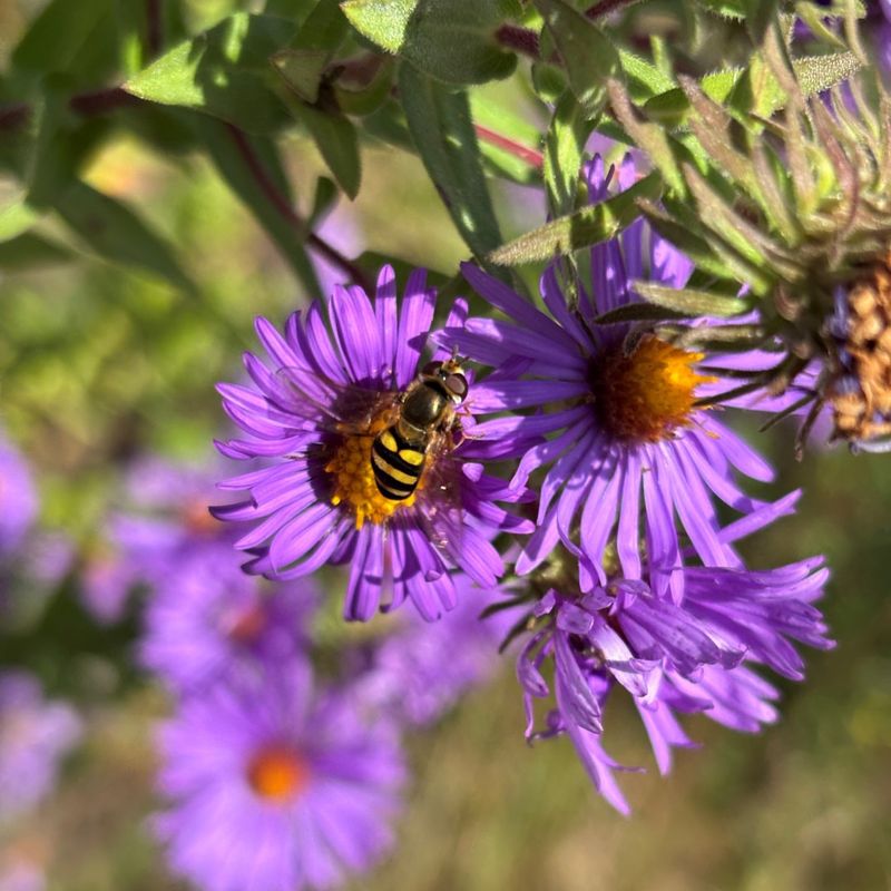 Pollinator Gardens Are Gaining Popularity