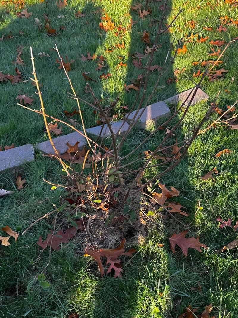 Deer Damage Can Multiply Across Properties