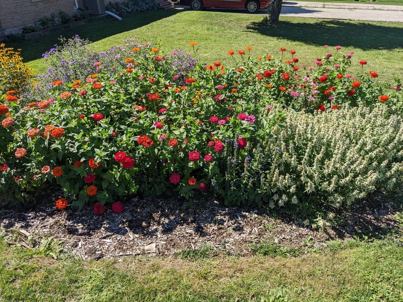 Pollinator Habitats Expand Across Neighborhoods