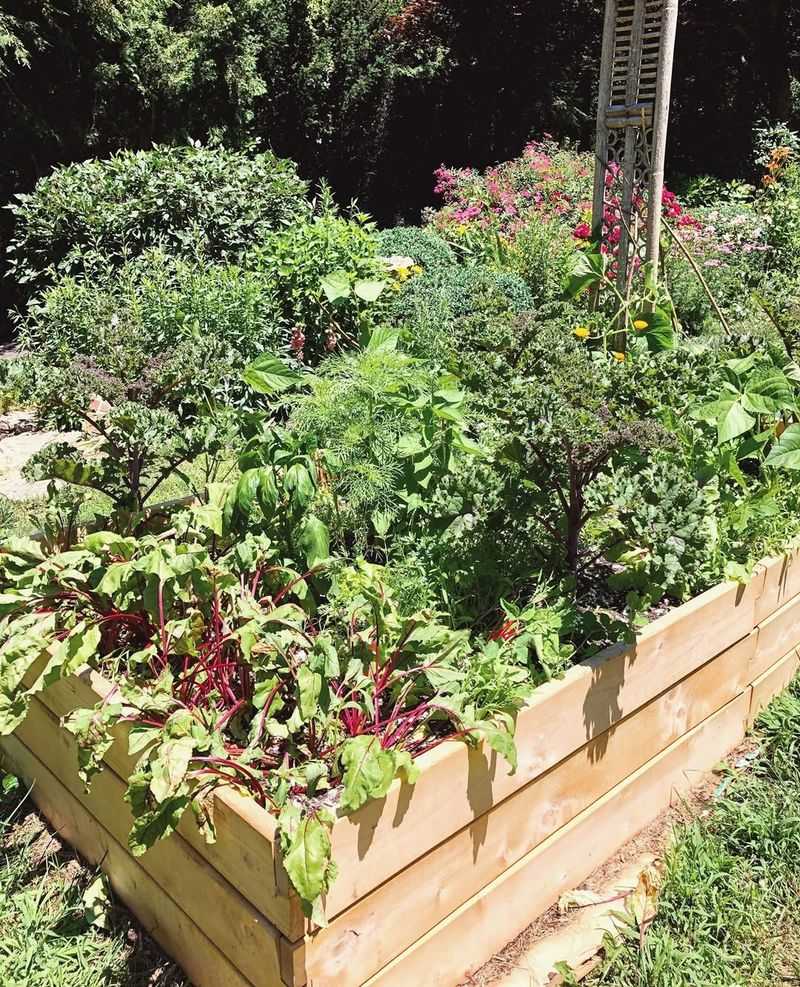 Raised Beds With Perennial Vegetables