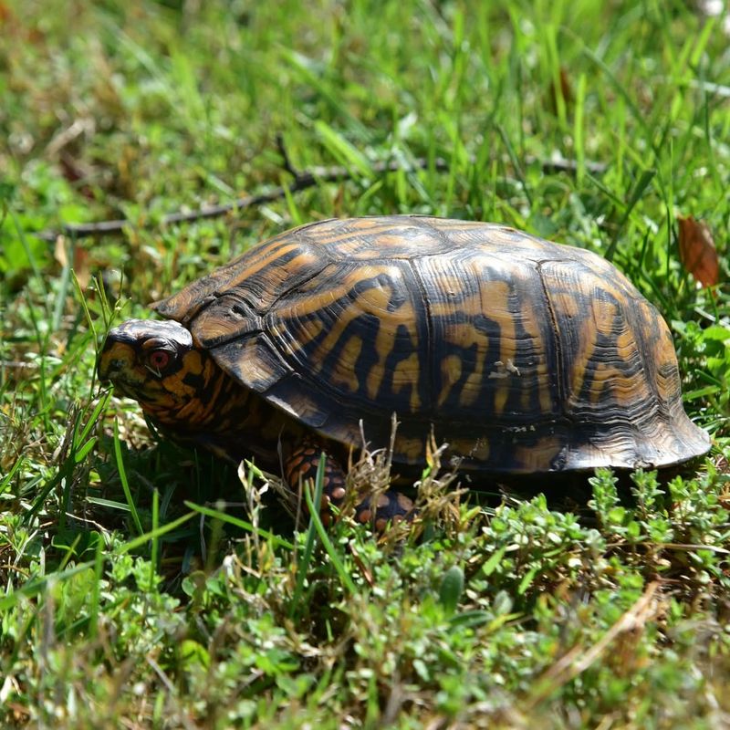 Box Turtles