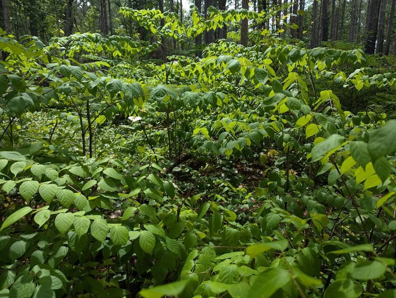 Thrives In Disturbed Forest Areas