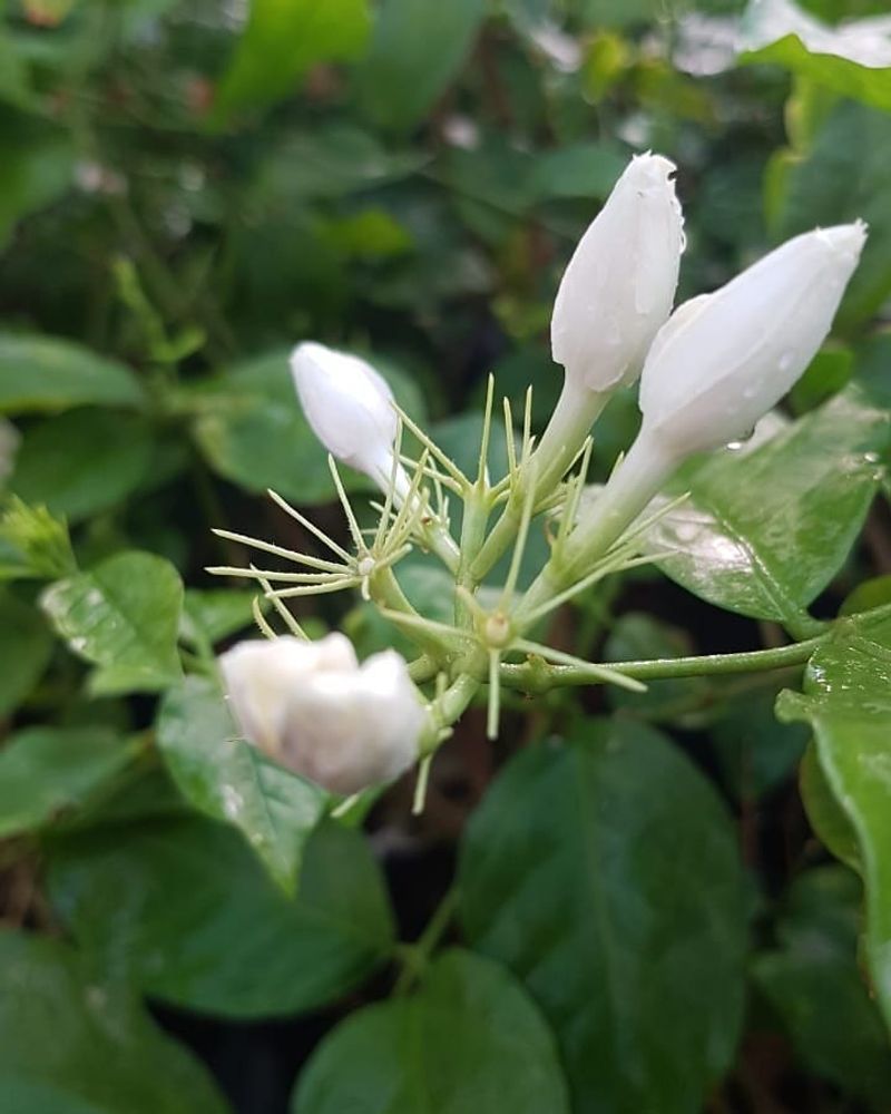Produces Small White Flowers Each Spring