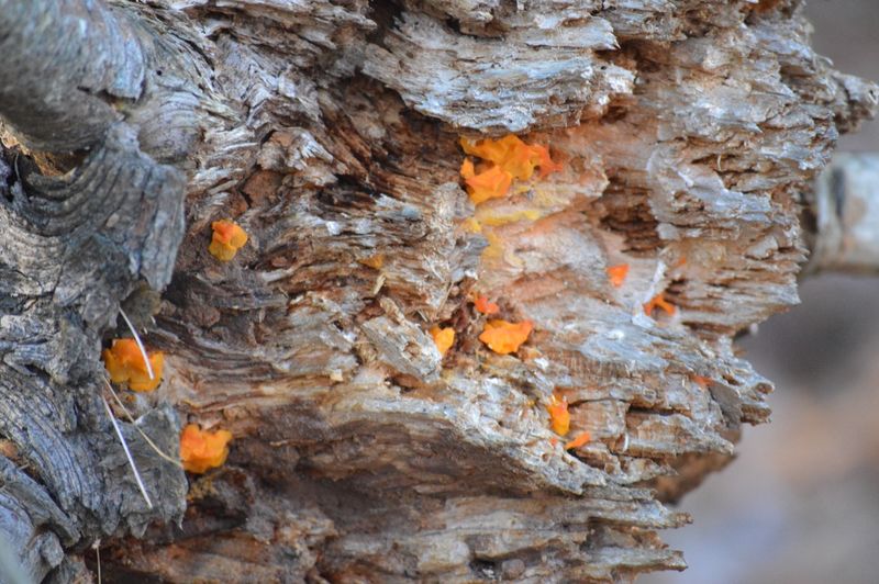 Brush Pile Hideaways