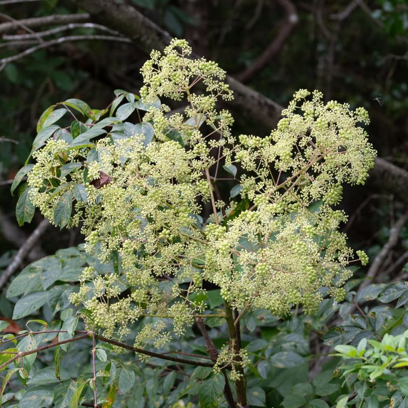 It Thrives In Disturbed Soils