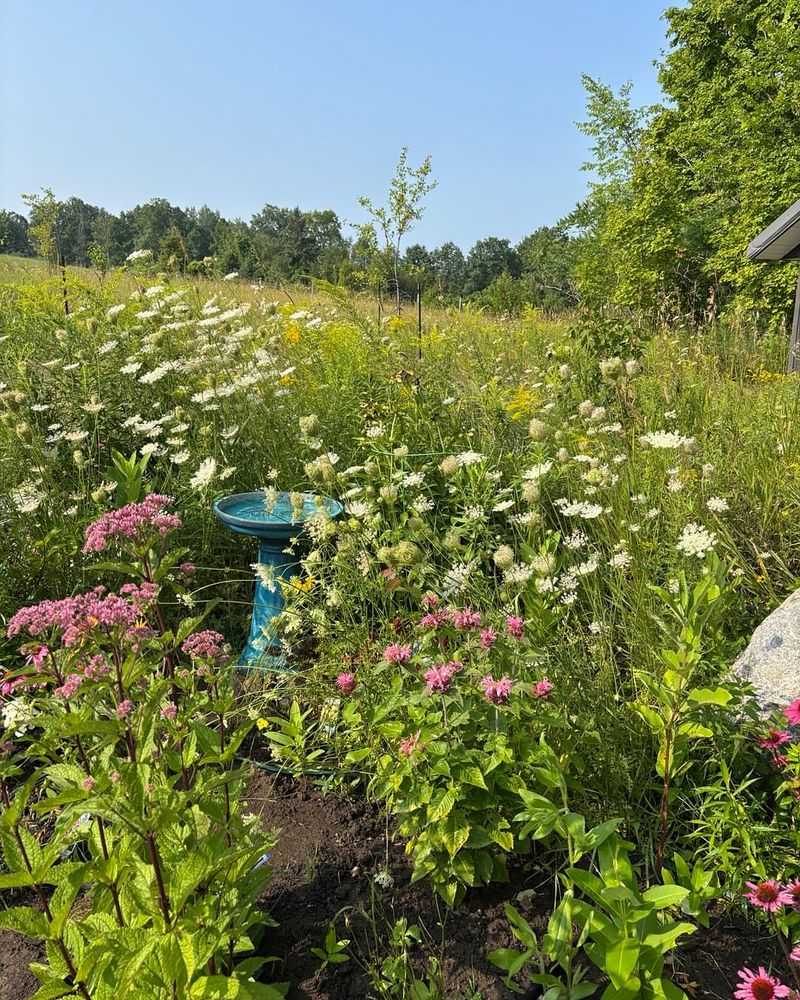 They Support Pollinators And Biodiversity Year-Round