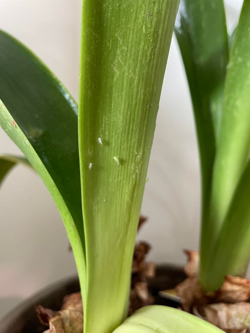 Pest Infestations Weakening The Plant