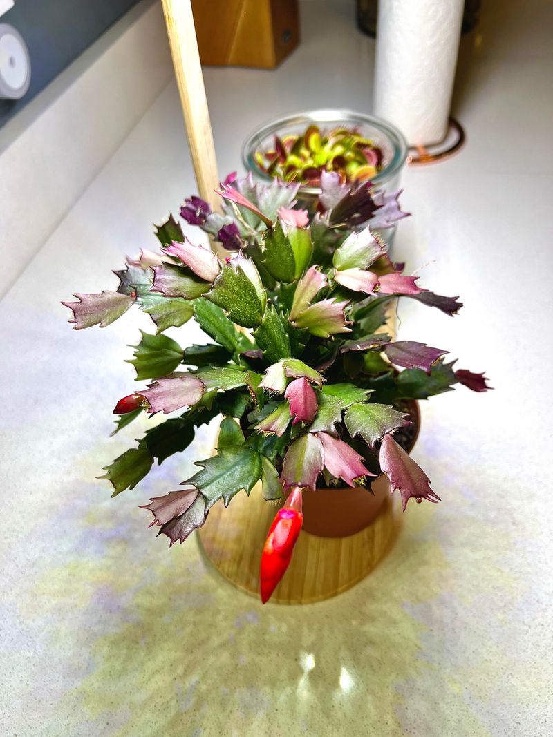 Sudden Changes In Growing Conditions