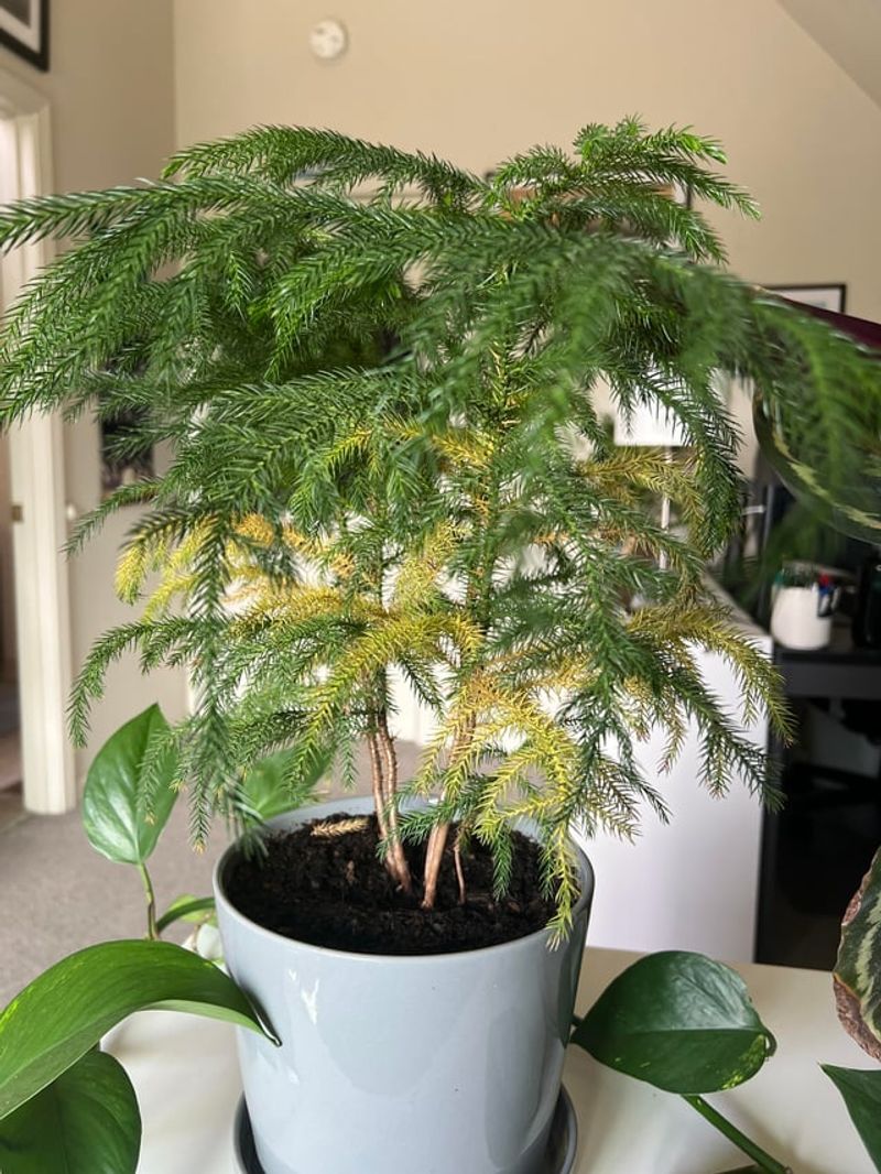 Fertilizer Imbalances Stress The Plant