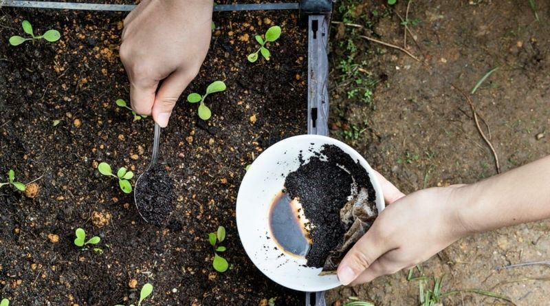 Earthworms Thrive In Coffee-Amended Winter Soil