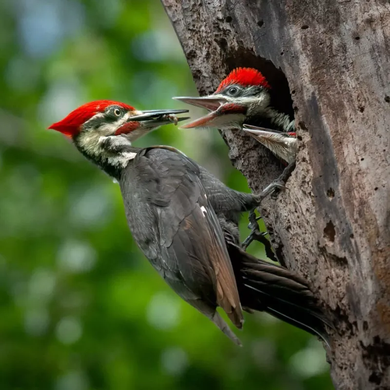 Healthy Populations In South Carolina