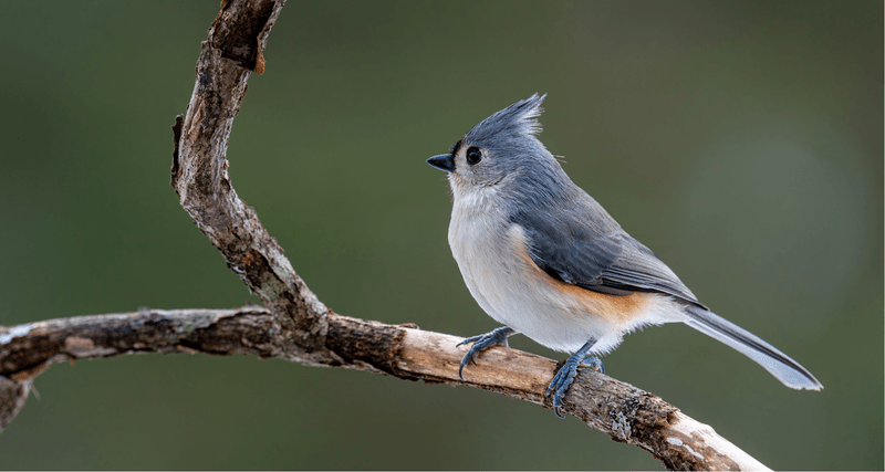 Greater Awareness And Bird Identification Skills