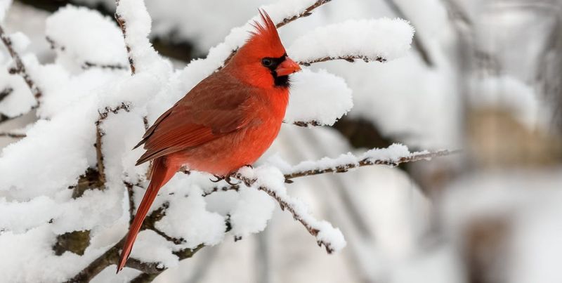 Cardinals Stay Year-Round Unlike Migrating Birds