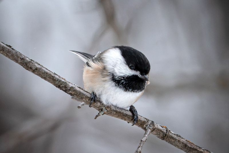 Harsh Weather Drives Birds Closer To Shelter