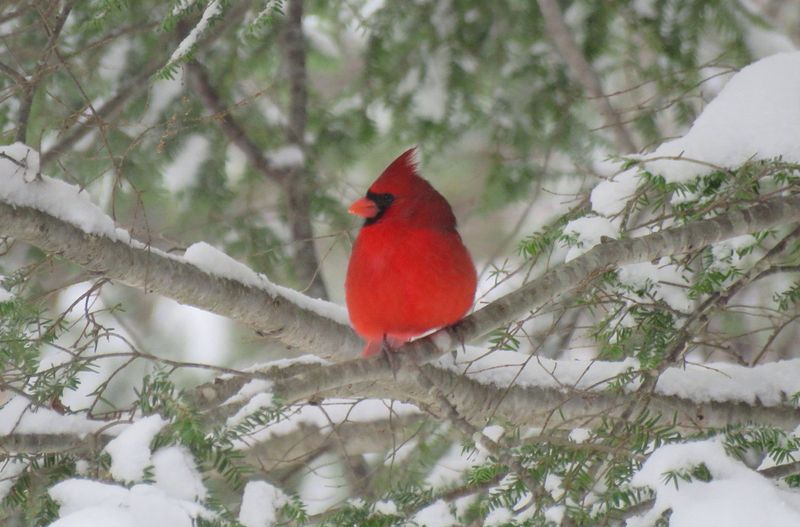 Cardinals Don't Migrate, Making Them Year-Round Minnesota Residents