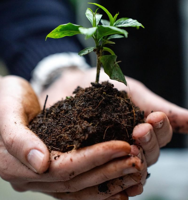 Sustainable Waste Reduction And Eco-Friendly Gardening