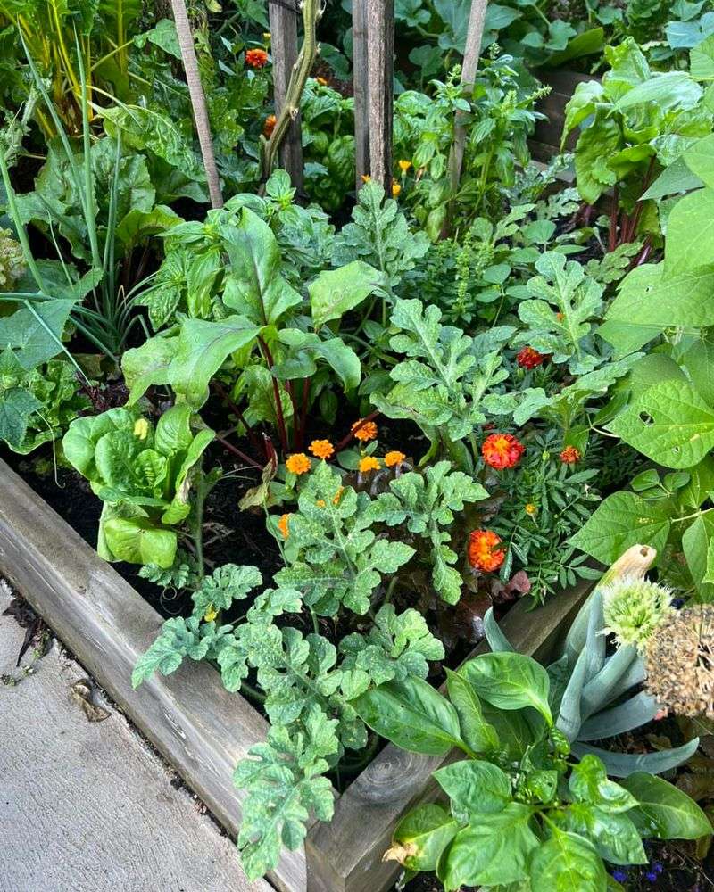 Companion Planting In Vegetable Gardens