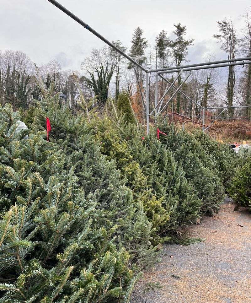 Supporting Local Georgia Farms And Businesses