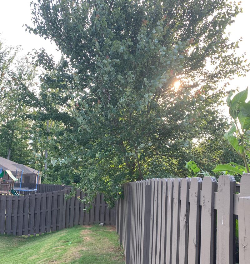 You Can Trim Branches That Hang Over Your Property Line
