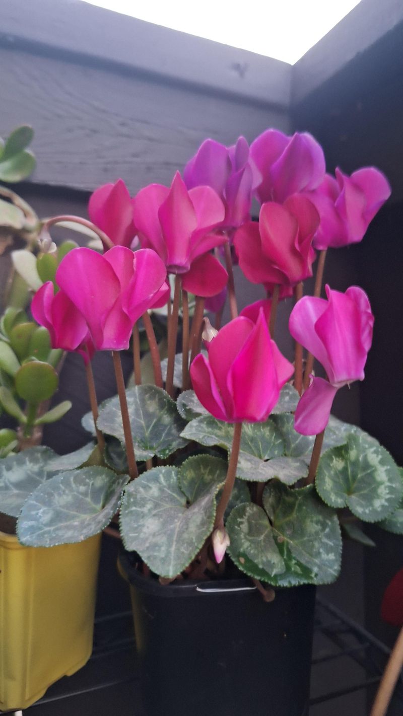 Cool Indoor Temperatures During Georgia Winters