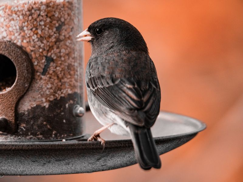 Loss Of Natural Habitat Pushes Birds To Suburban Yards