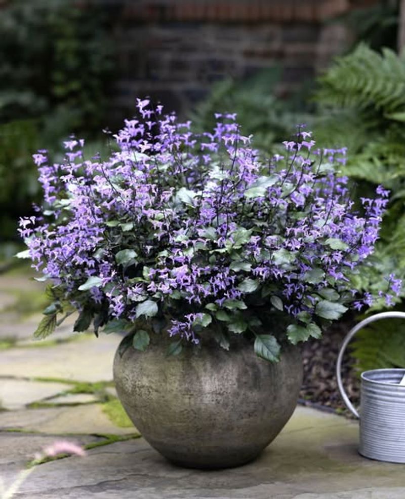 Beautiful Purple Blooms Add Color