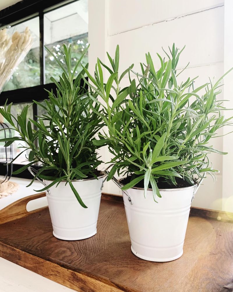 Culinary Herb For Fresh Southern Cooking