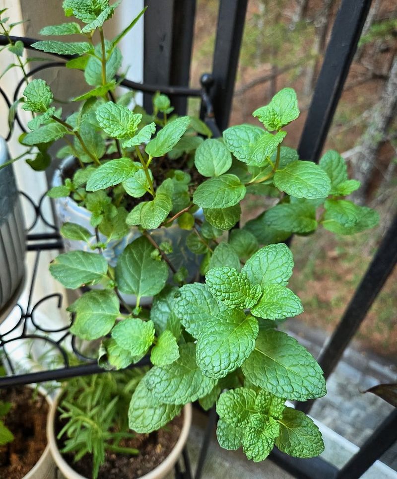 Fresh Leaves For Homemade Herbal Teas