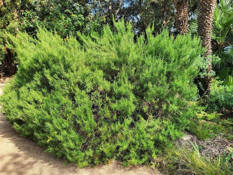 Creates A Beautiful Evergreen Border