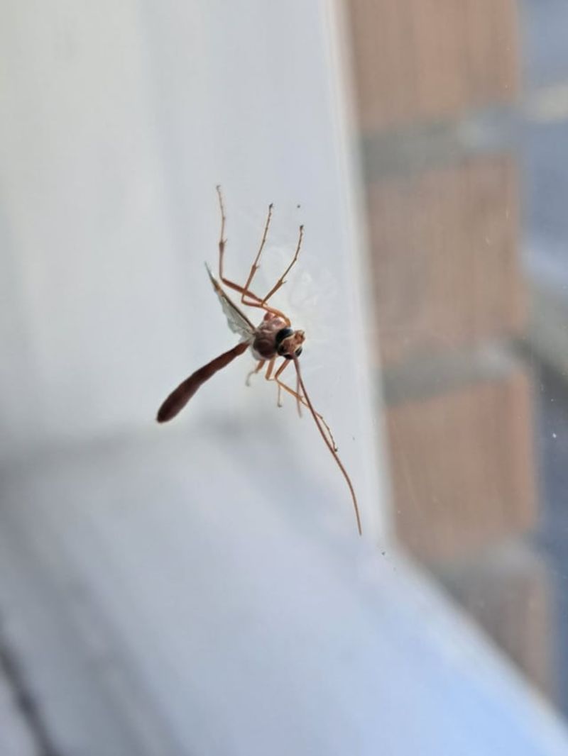 They Are Harmless Despite Their Scary Appearance